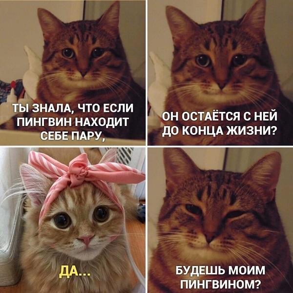 Смешные до слез мемы про котов