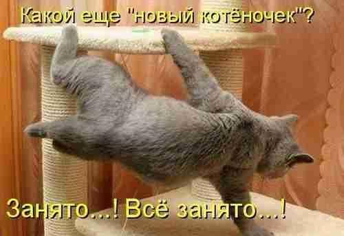 Классные угарные картинки с надписями