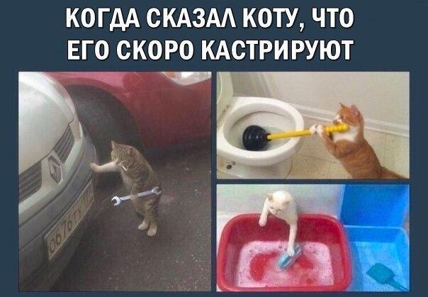 Смешные до слез мемы про котов