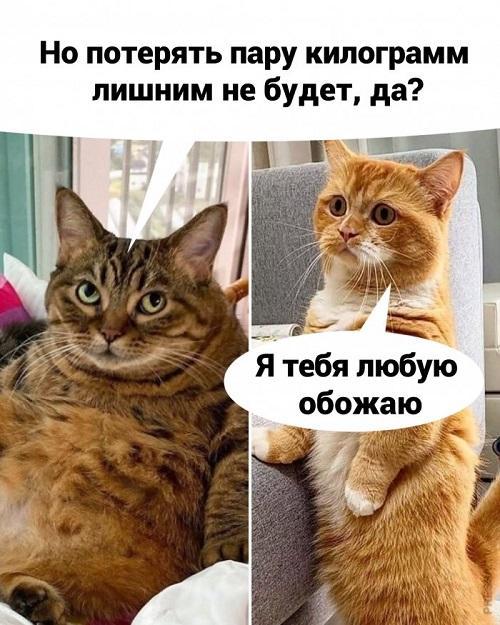 Смешные мемы про котов