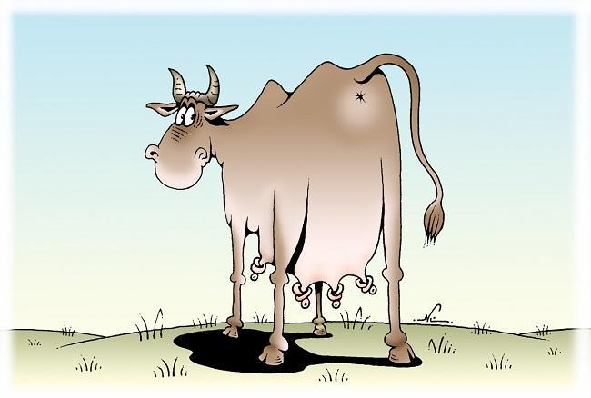 Смешные карикатуры про коров