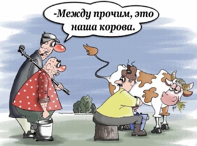 Смешные карикатуры про коров