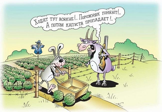 Смешные анекдоты про кроликов