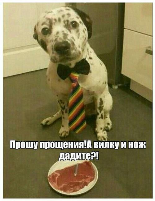 Лучшие самые смешные картинки и мемы