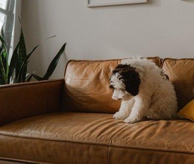 Как убрать запах собачьей мочи с дивана