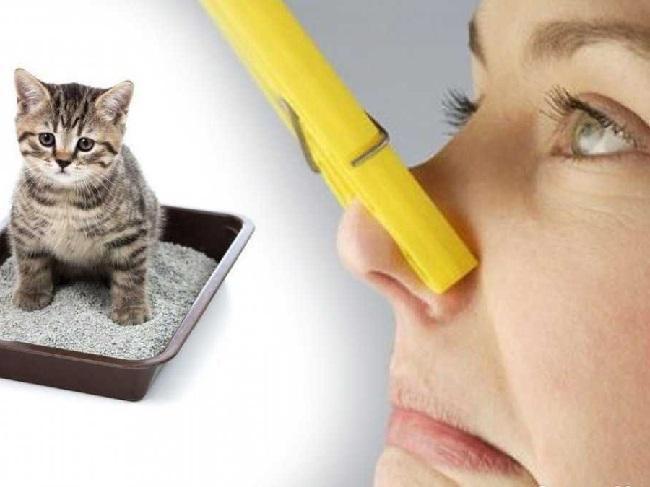 Как убрать запах мочи кошки