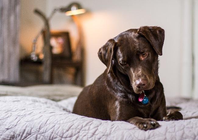Подробнее о статье Как убрать неприятный запах собаки в квартире