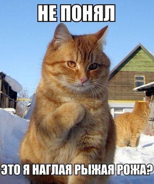 Подборка лучших картинок и мемов