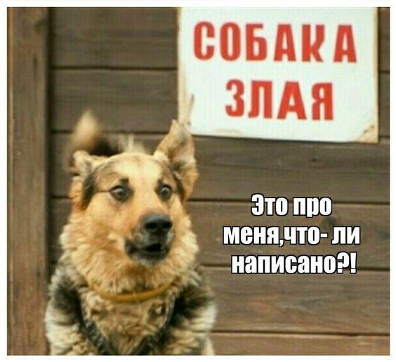 Свежие веселые картинки