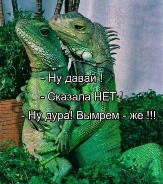 Новые самые смешные картинки