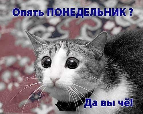 Смешные картинки про понедельник