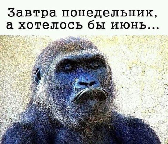 Смешные картинки про понедельник