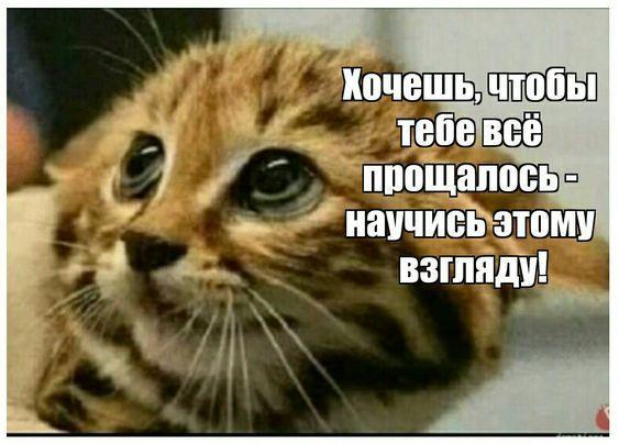 Прикольные картинки для хорошего настроения
