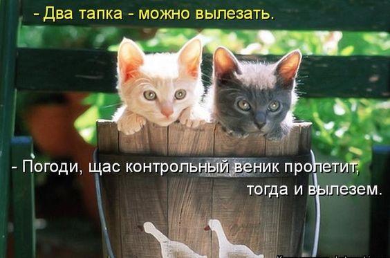 Прикольные картинки для хорошего настроения