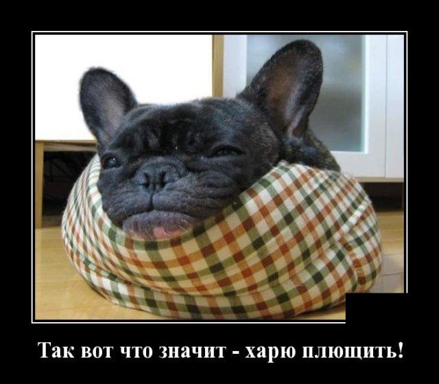 Ржачные до слез демотиваторы