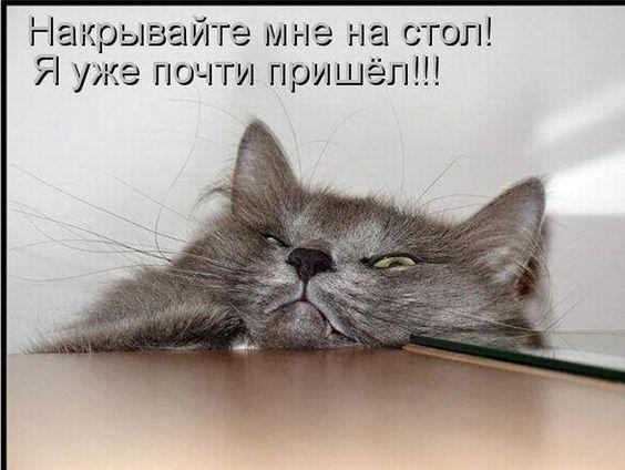 Прикольные картинки для хорошего настроения