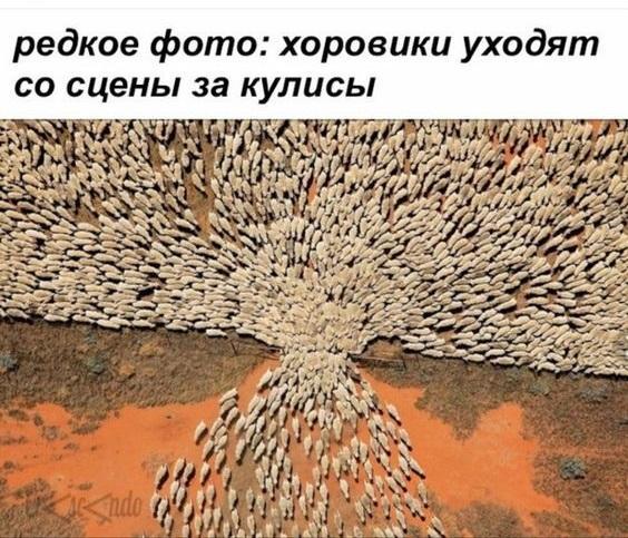 Очень смешные картинки и фото с надписями