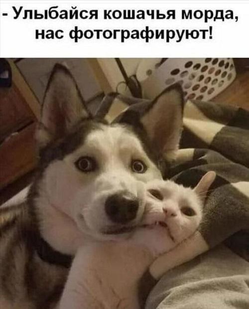 Самые смешные картинки и фото с надписями