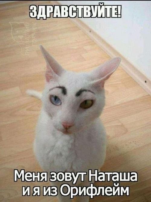 Прикольные картинки и фото с надписями