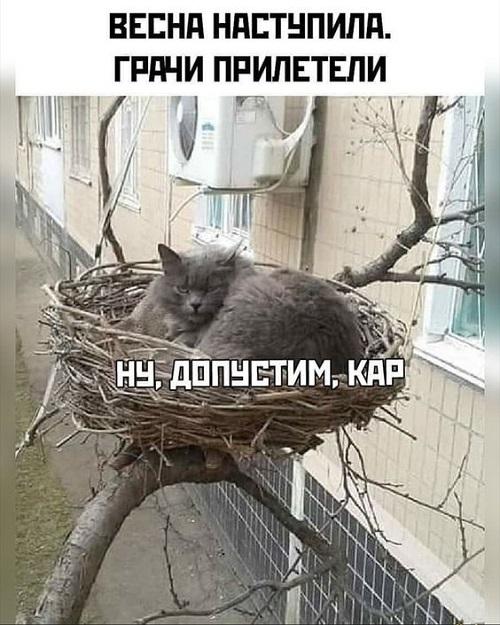 Прикольные картинки и фото с надписями