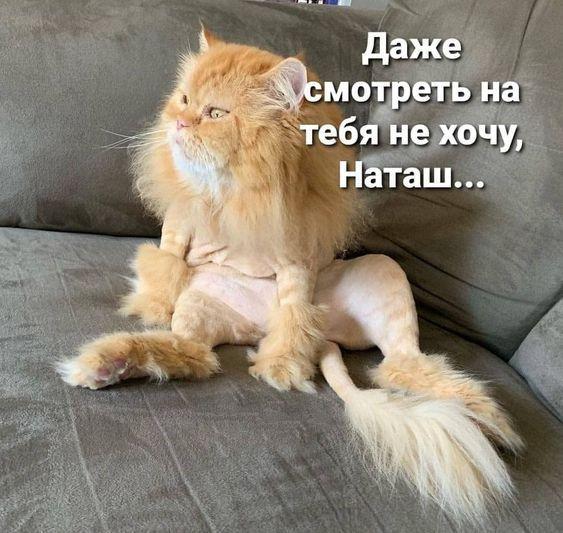 Прикольные картинки и фото с надписями