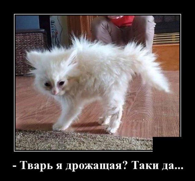 Хорошие демотиваторы