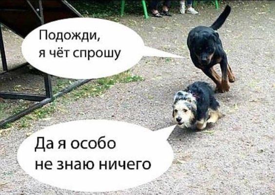 Клевые мемы