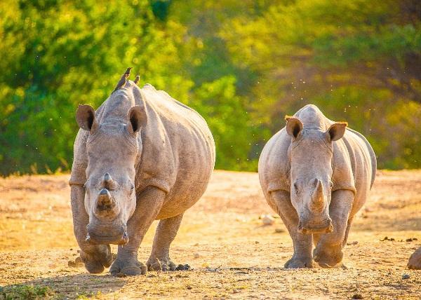 Интересные факты про носорогов
