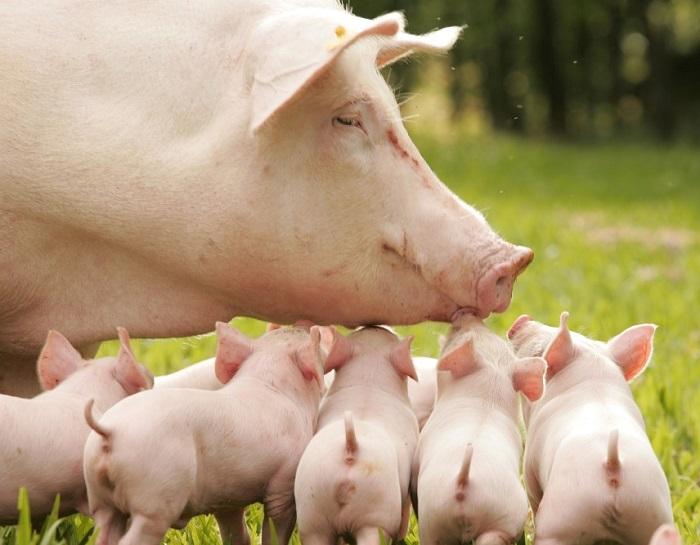 Подробнее о статье Интересные факты о свиньях