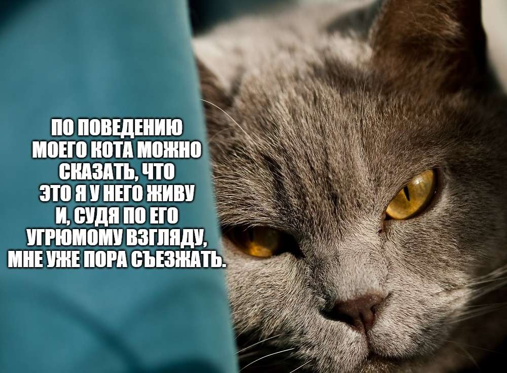 шутка про недовольного кота