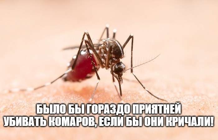 шутка про убийство комаров