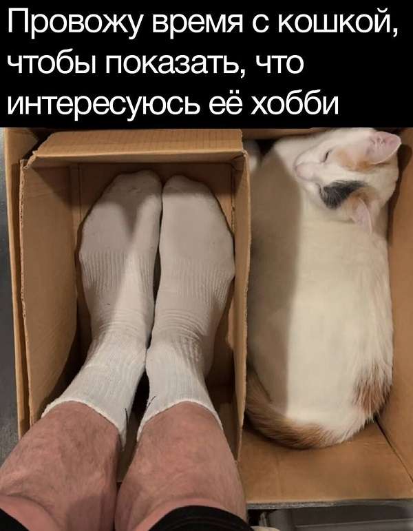ноги и кот шутка про коробку и кота