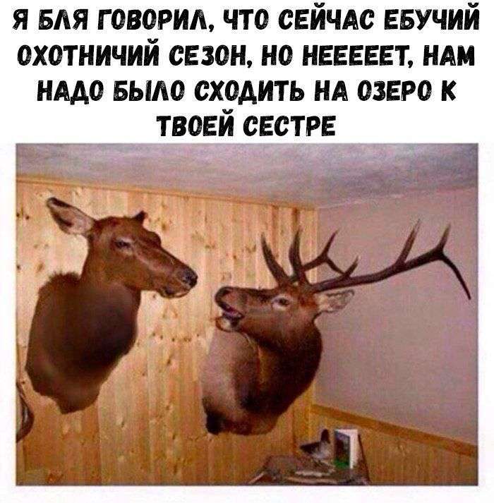 Прикольная картинка про лосей