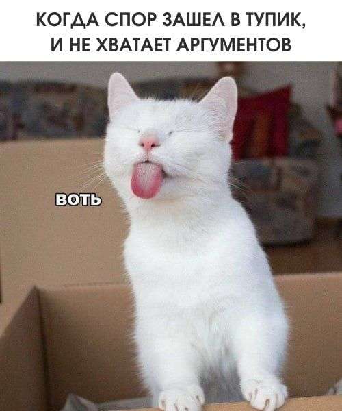 котенок показывает язык во время спора