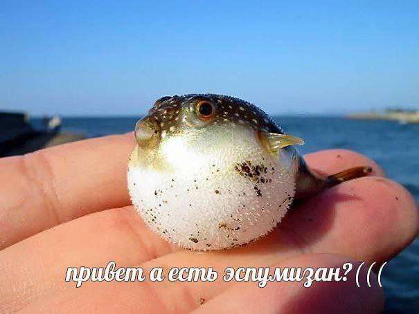 шутка про живот и эспумизан