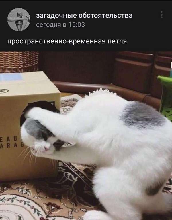 Коты играются с коробкой