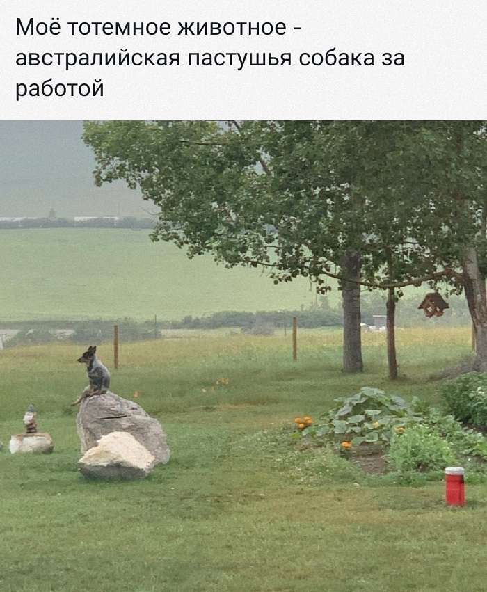 шутка про собаку и работу