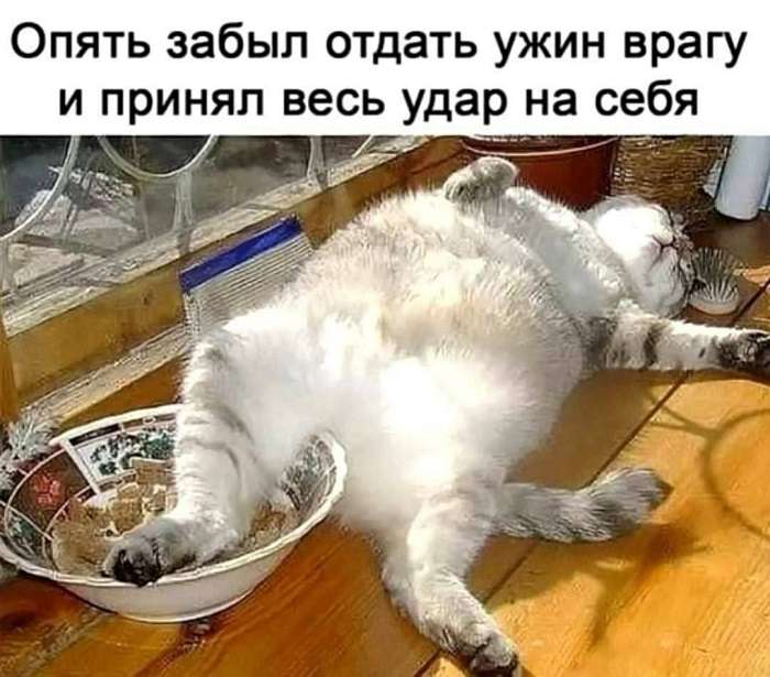 кот смешно спит