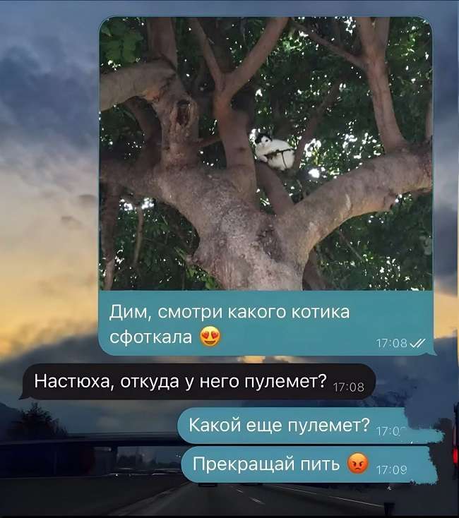 картинка со смешной перепиской про кота