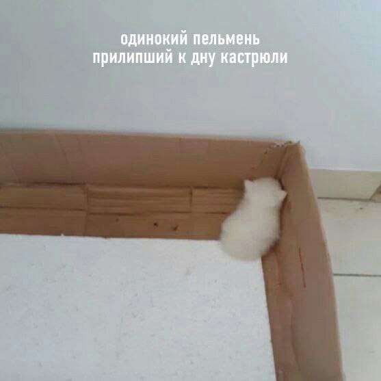 Свежий мем про котенка