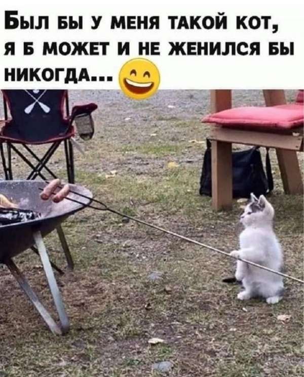смешная картинка про кота