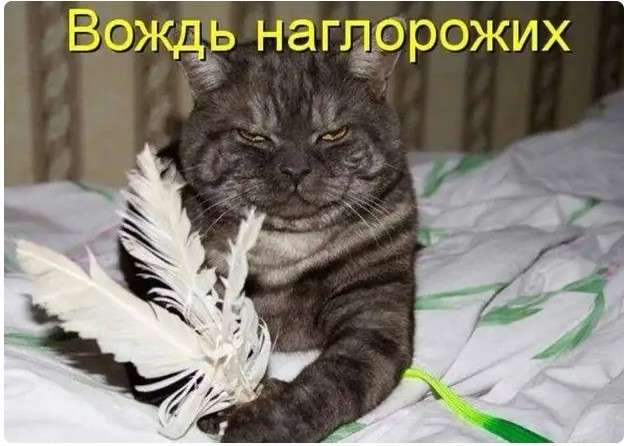 веселая картинка про наглого кота