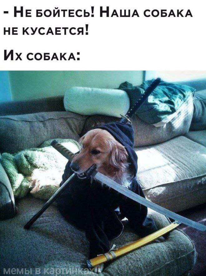 смешная картинка про собаку