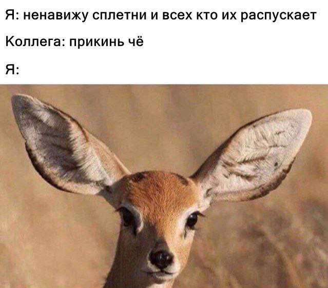 прикольная картинка про сплетни