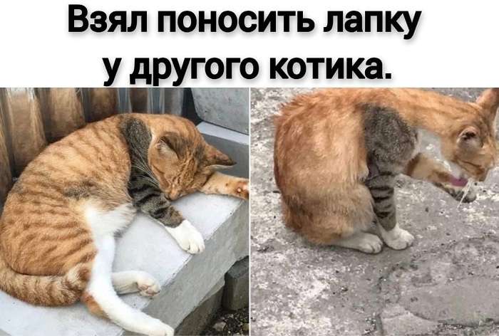 смешная картинка про котиков
