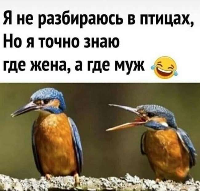 прикольная картинка про птиц